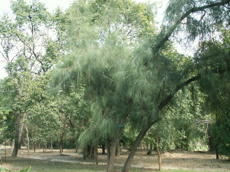 Казуарина Casuarina