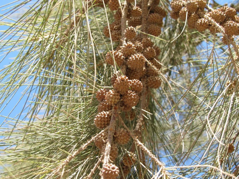 Casuarina equisetifolia