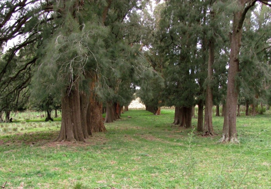 Казуарина в Индии