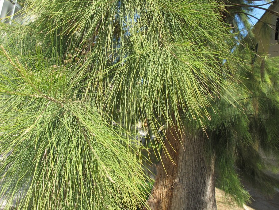 Casuarina equisetifolia