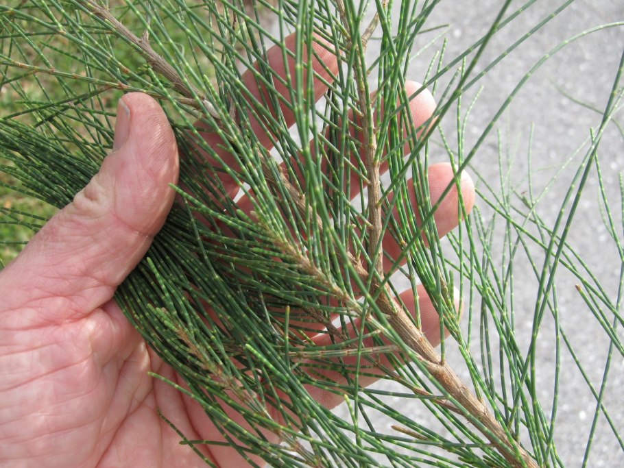 Казуарина Casuarina