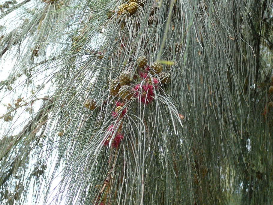 Casuarina cunninghamiana