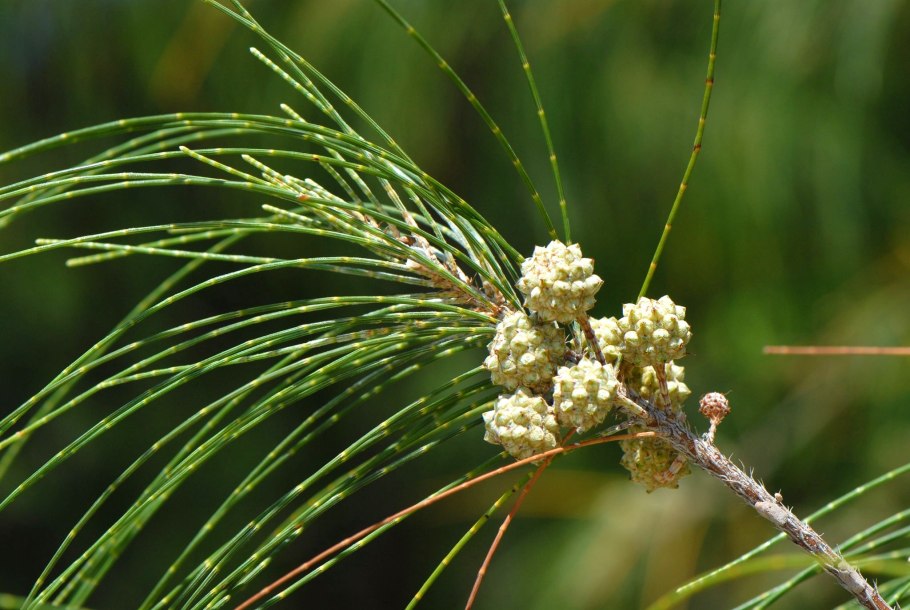 Казуарины (Casuarina lepidophloia),