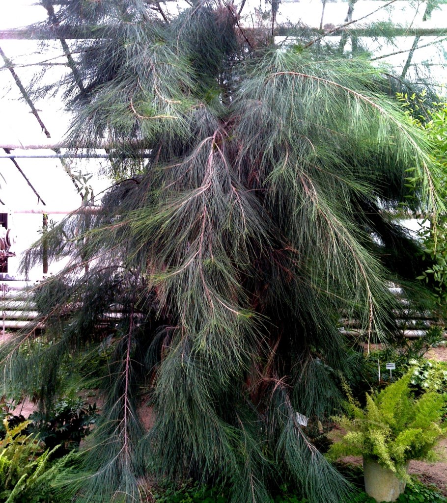 Казуариновый орех