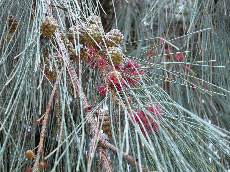 Казуарина хвощелистная