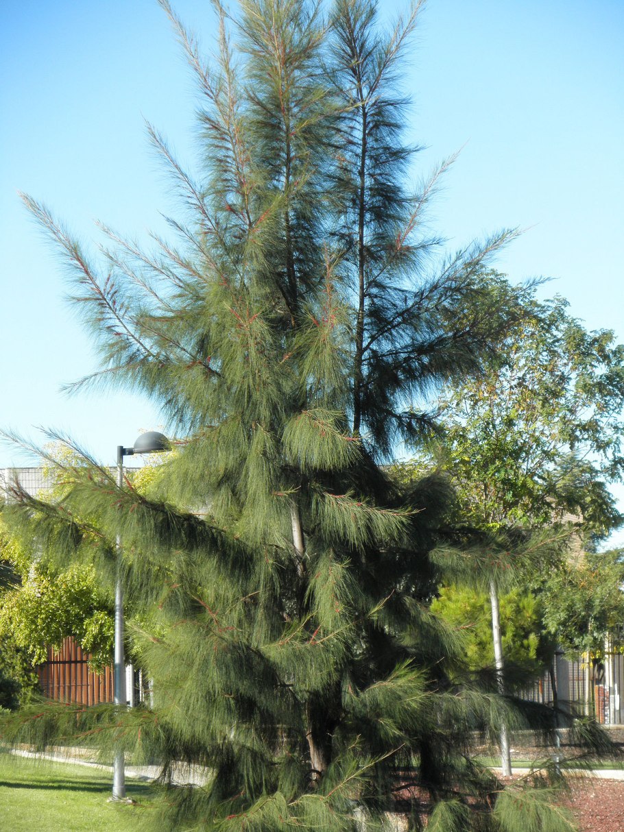 Casuarina glauca