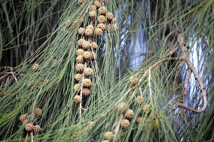 Казуарины Австралии