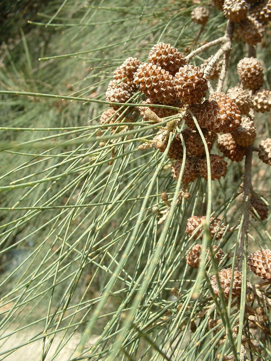Казуарина Casuarina