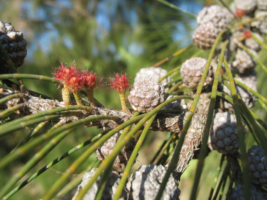 Casuarina lepidophloia