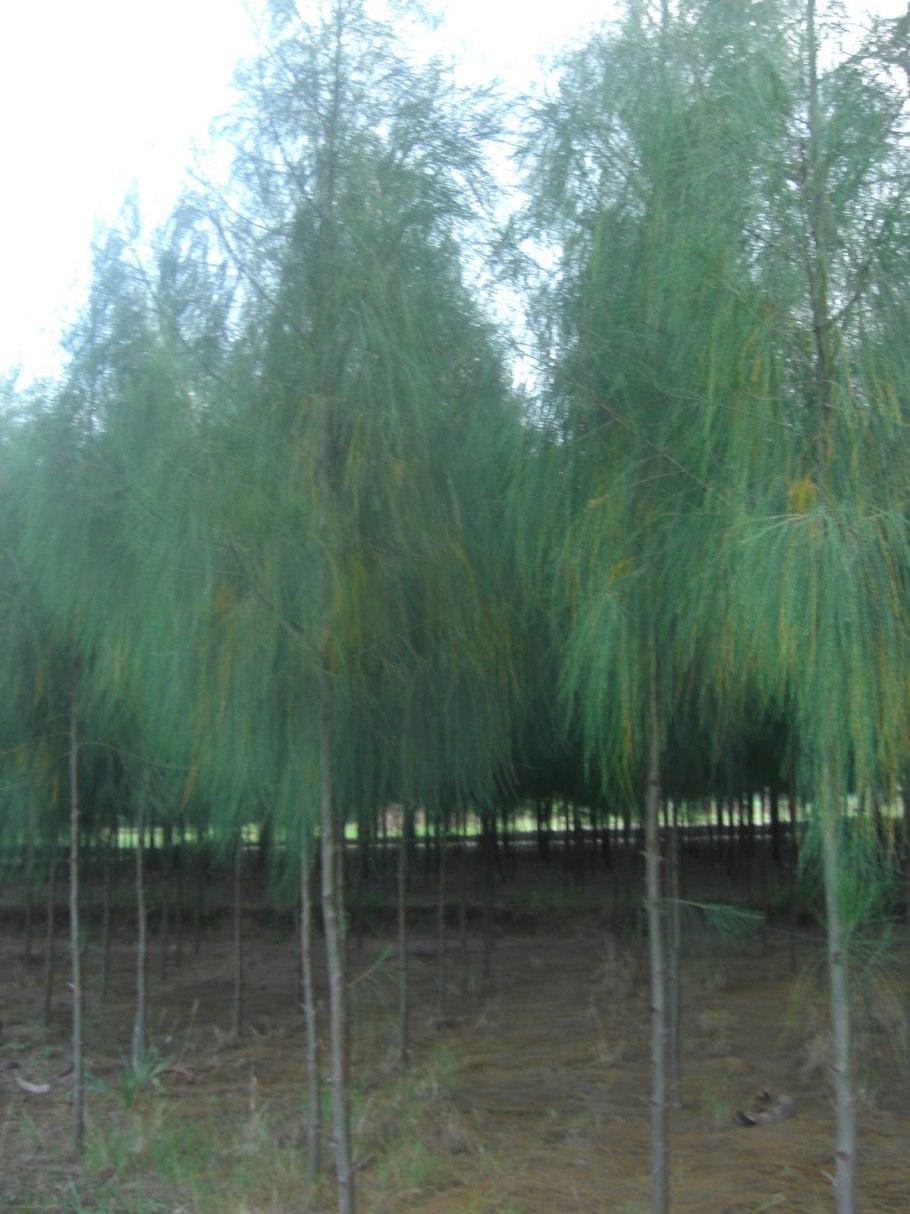 Казуарина Цветущая