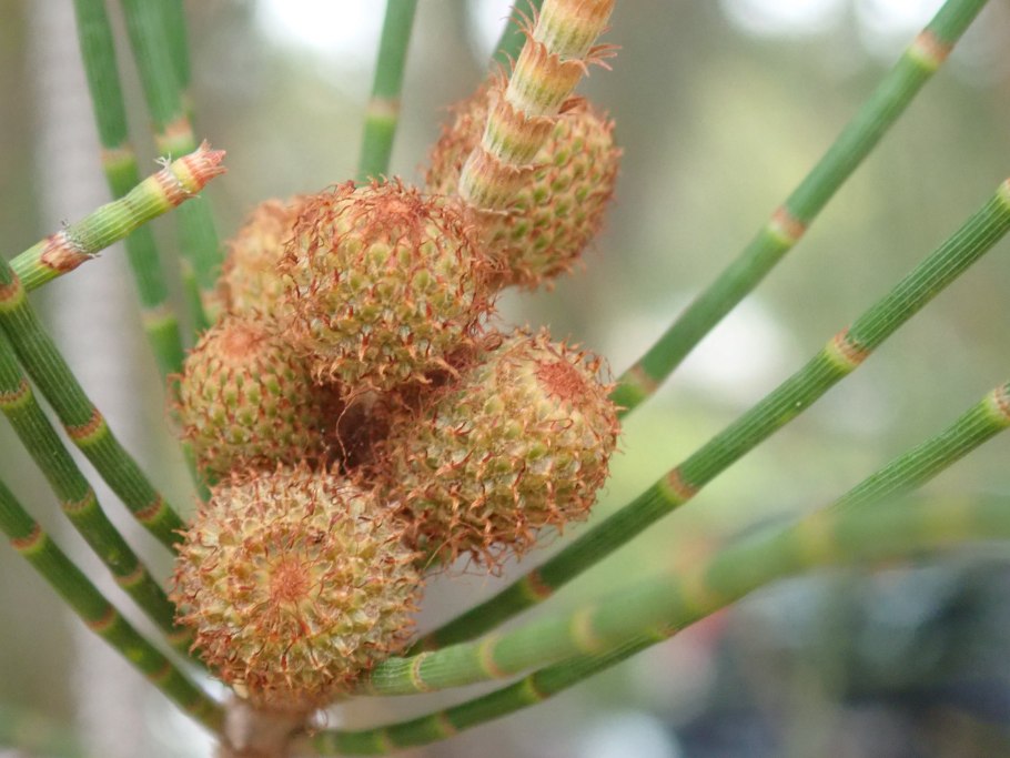 Казуарина хвощевидная Casuarina equisetifolia