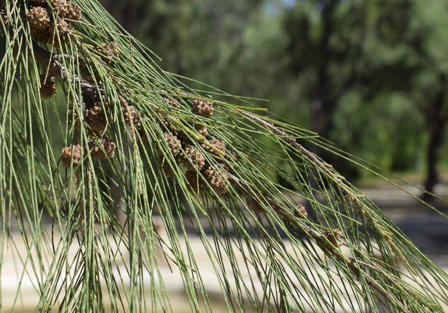 Казуарина хвощевидная Casuarina equisetifolia