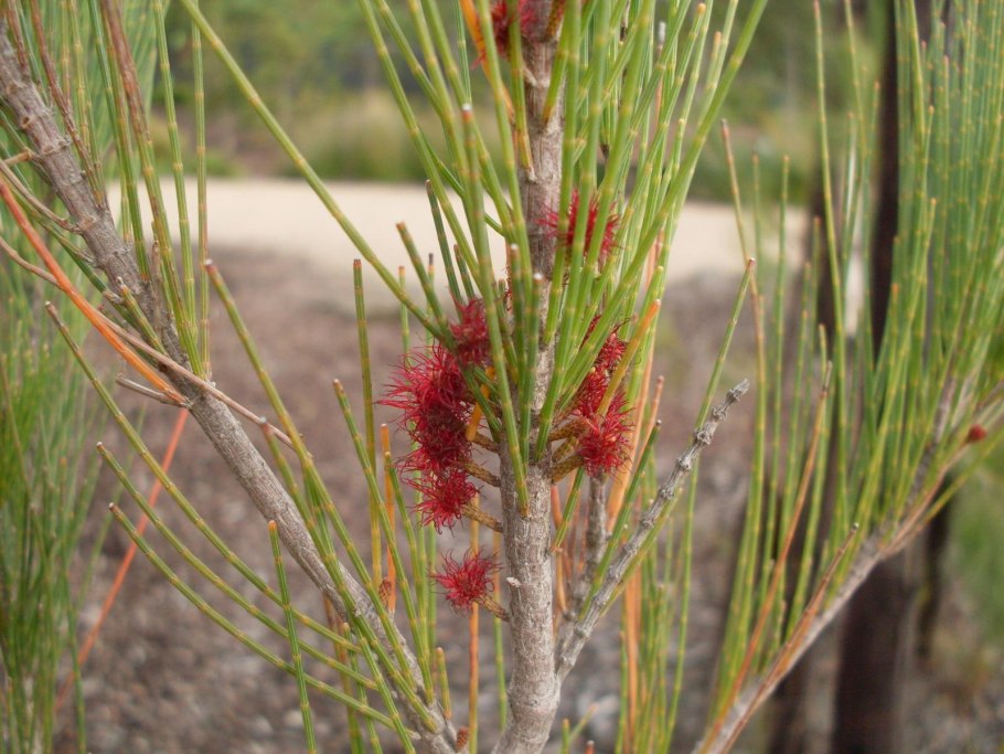 Casuarina equisetifolia