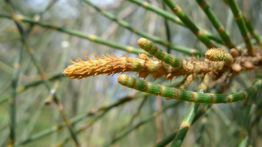 Casuarina equisetifolia