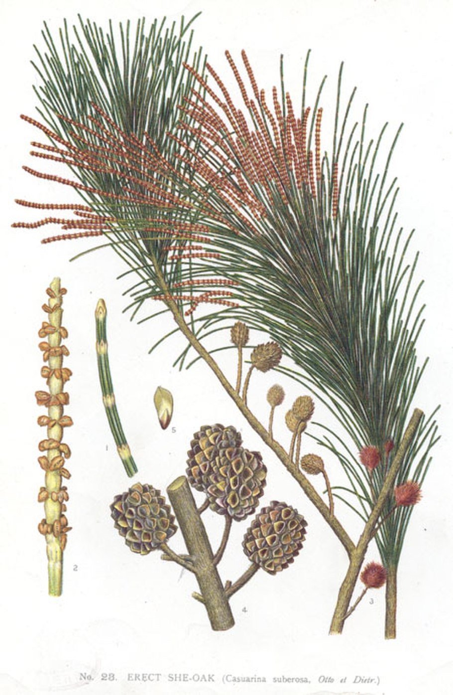 Casuarina equisetifolia