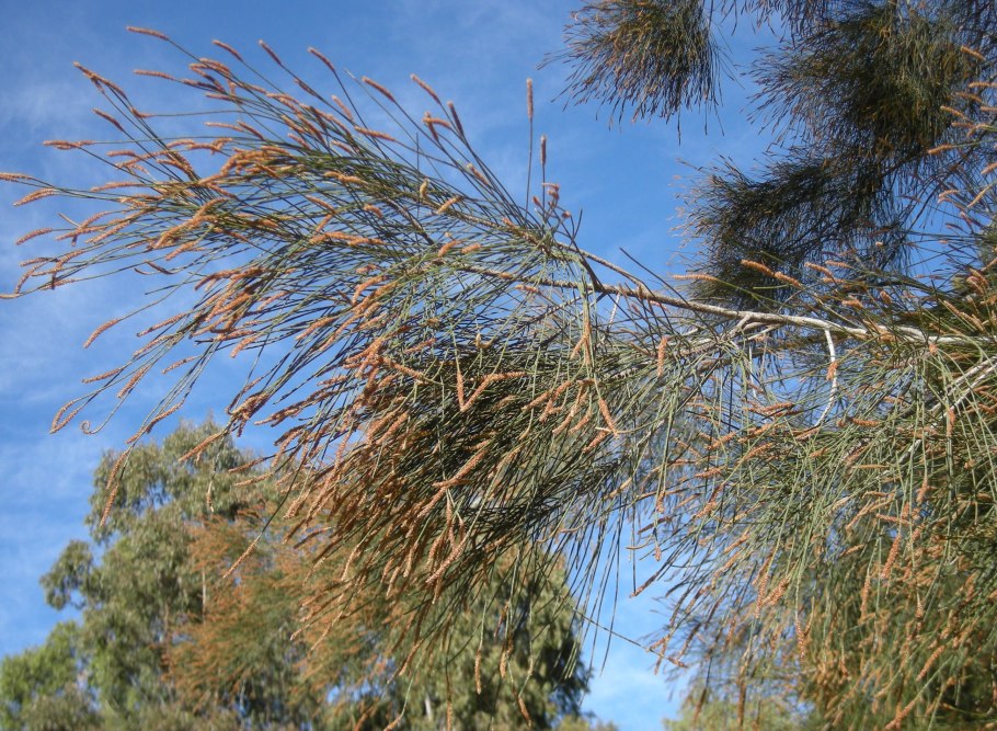 Casuarina equisetifolia