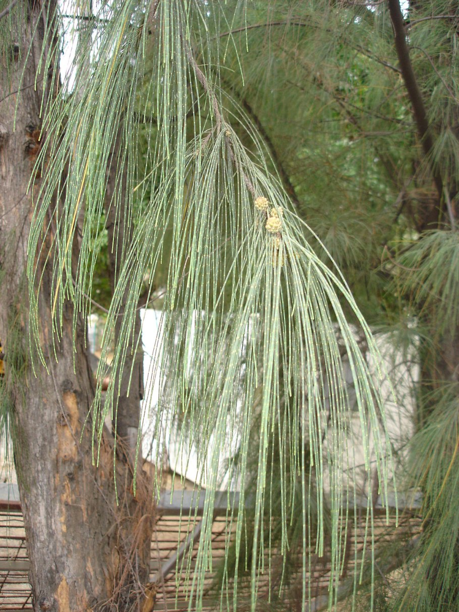 Casuarina glauca