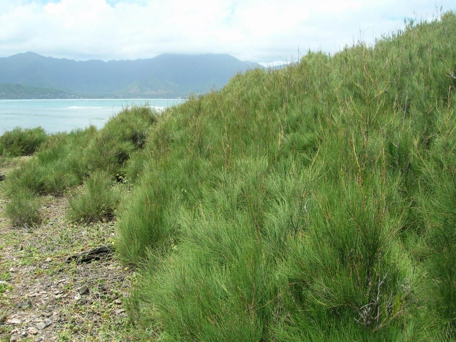 Казуарина хвощевидная голосеменных