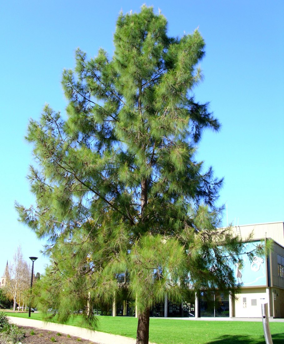 Casuarina glauca