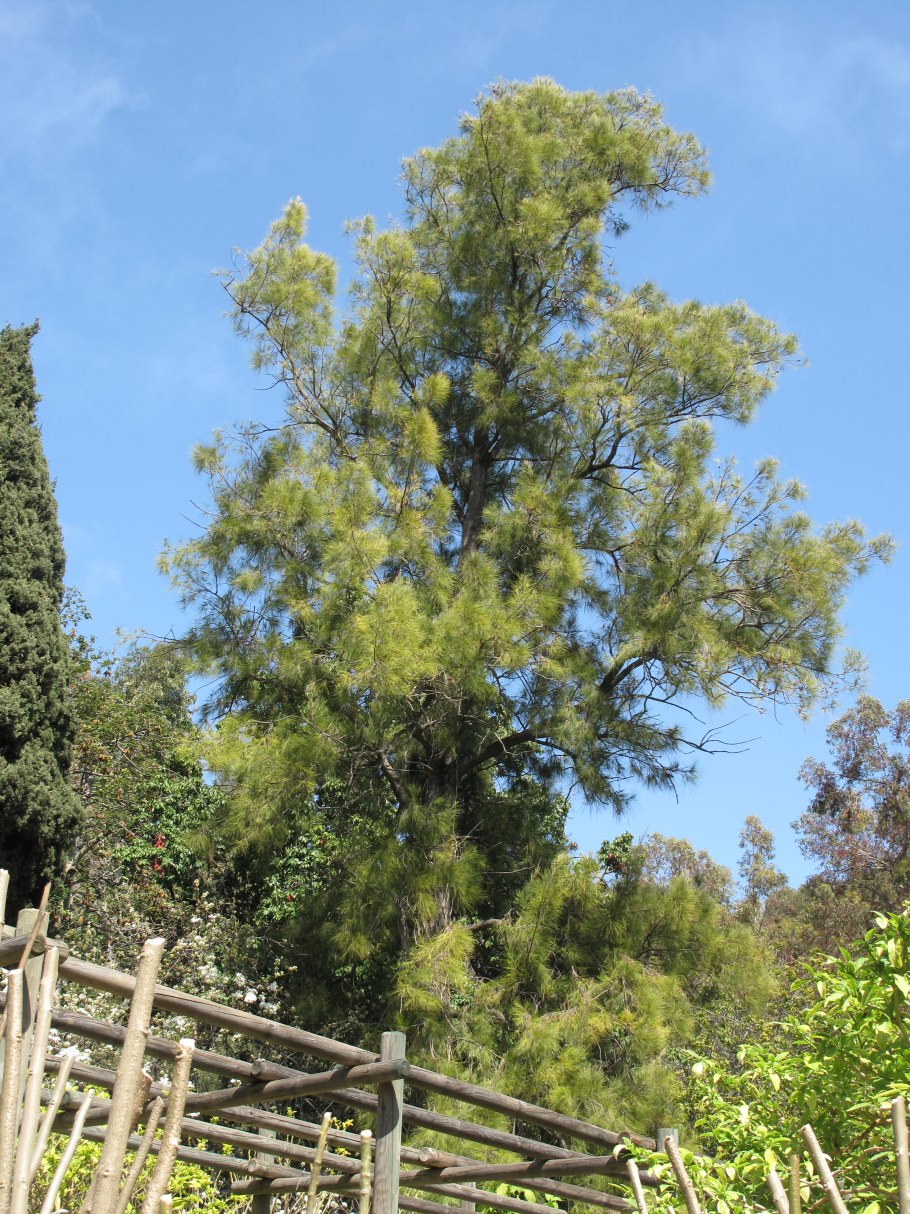 Казуарина хвощевидная (лат. Casuarina