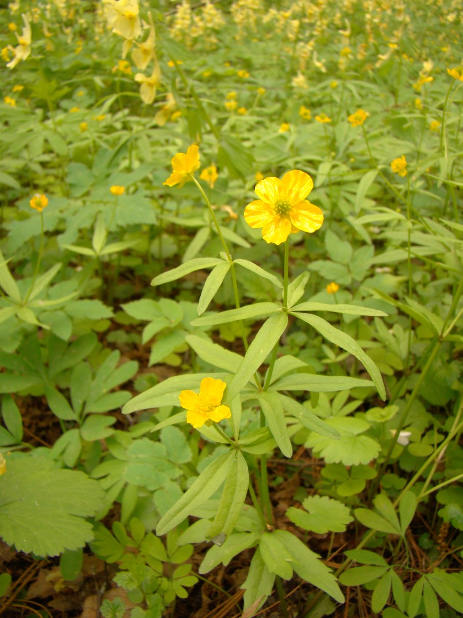 Ranunculus monophyllus