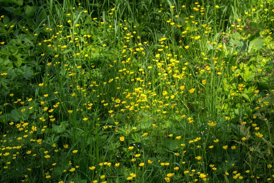 Лютик однолистный - Ranunculus monophyllus Ovcz.