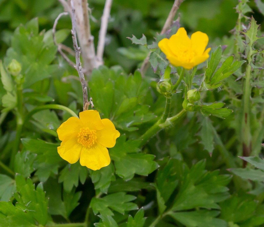 Лютик Лапландский