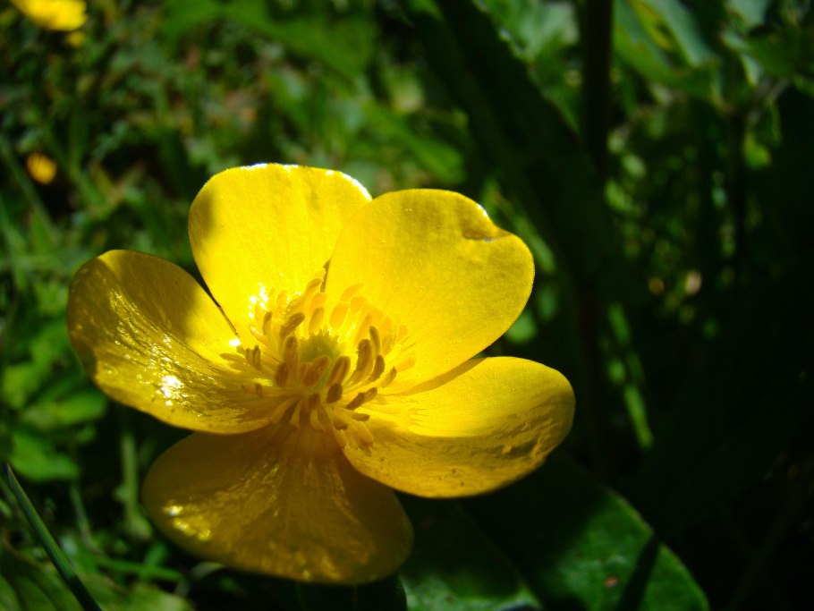 Лютик простертый