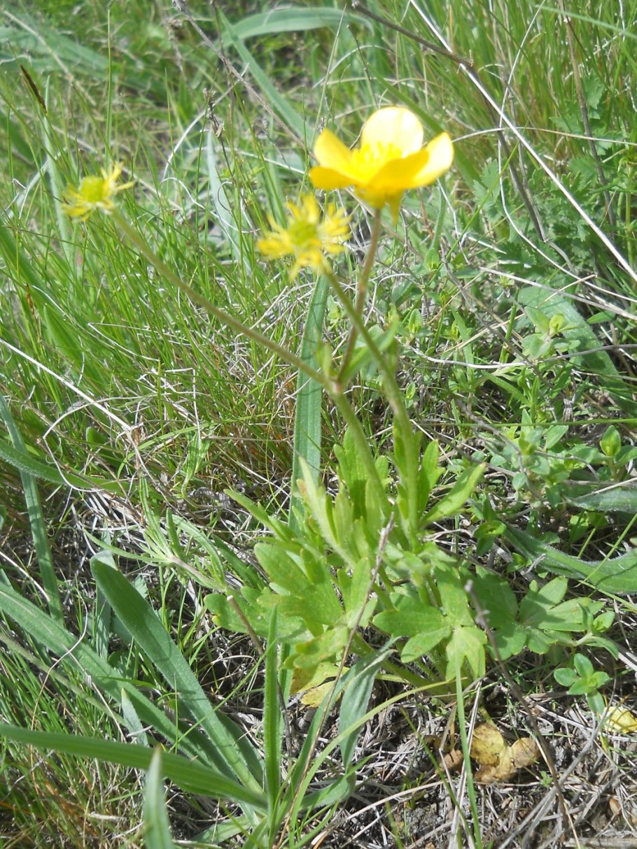 Лютик однолистный листья