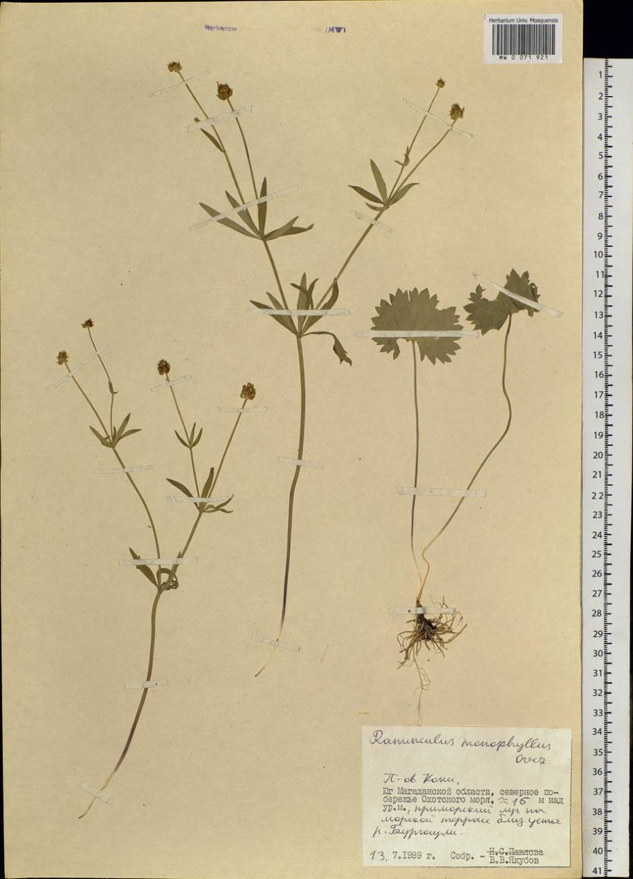 Калужница, едкий Лютик