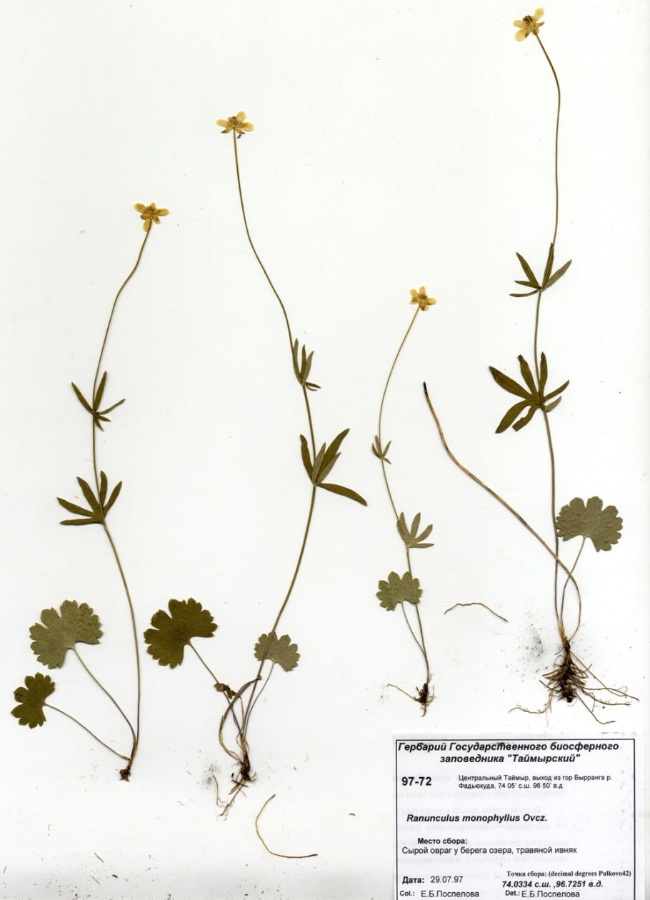 Лютик кашубский гербарий