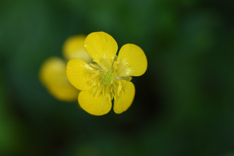 Лютик ползучий махровый