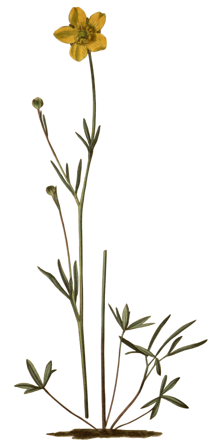 Лютик канадский