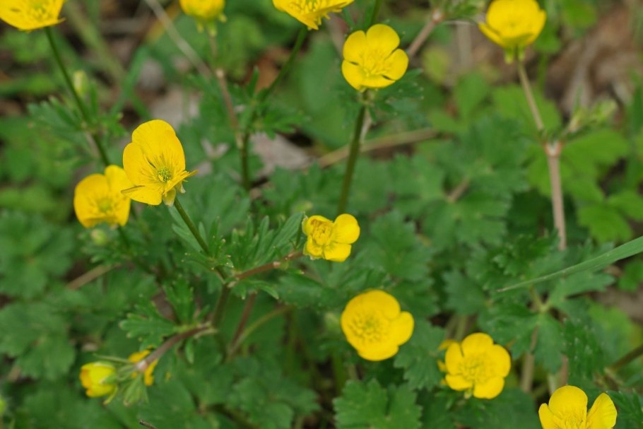Лютик однолистный - Ranunculus monophyllus Ovcz.