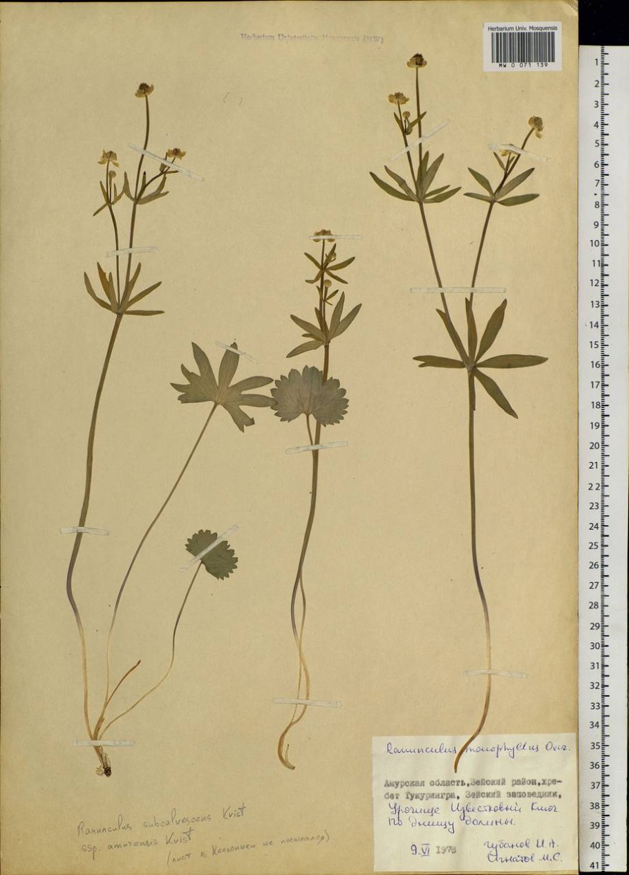 Плод Лютика едкого