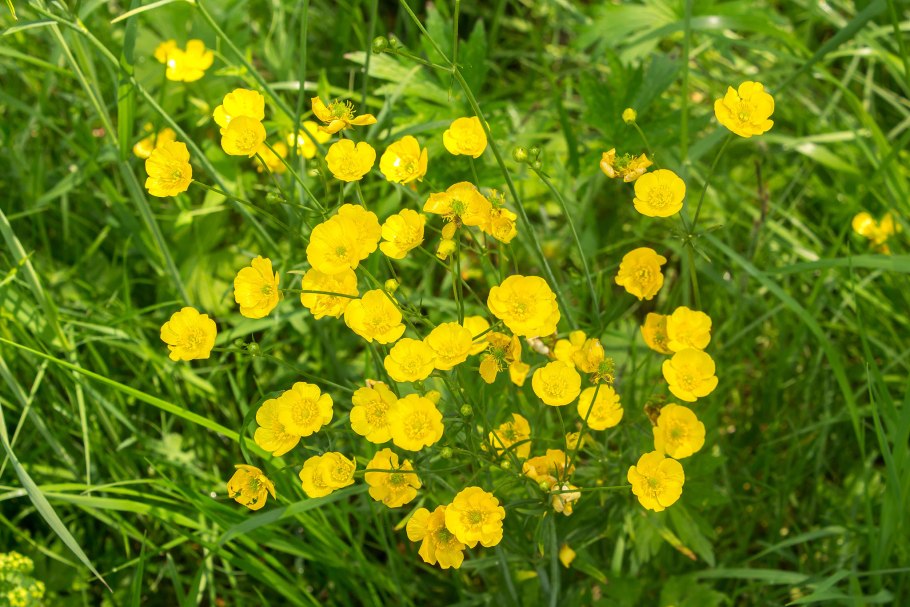 Лютик луговой