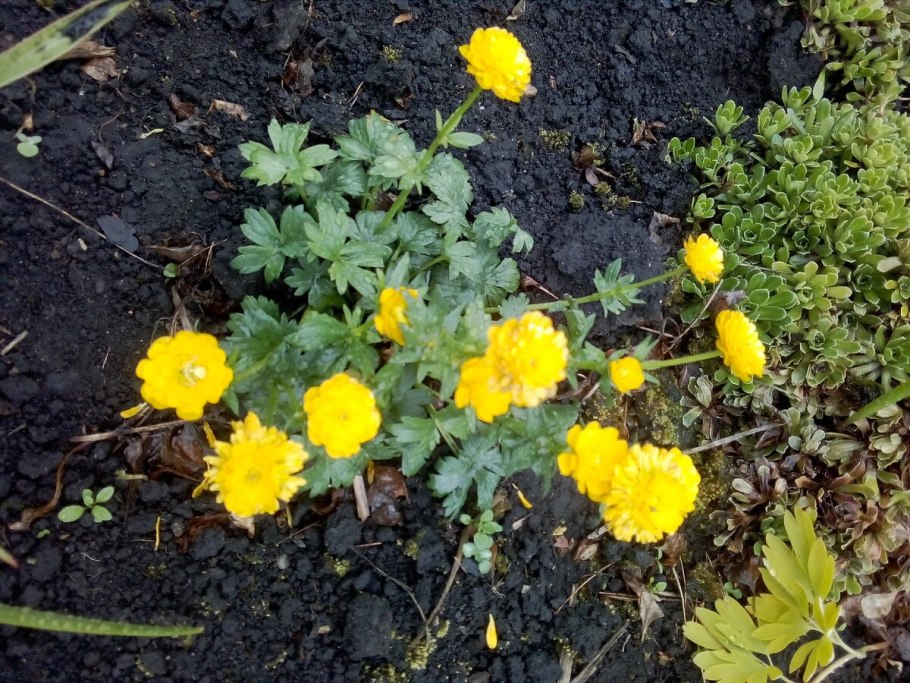 Лютик семейство