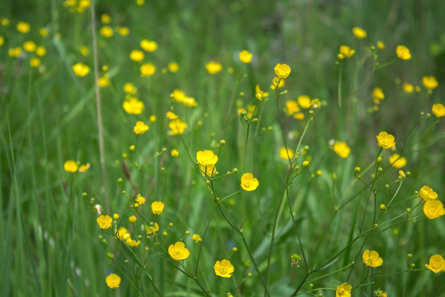 Лютик однолистный - Ranunculus monophyllus Ovcz.