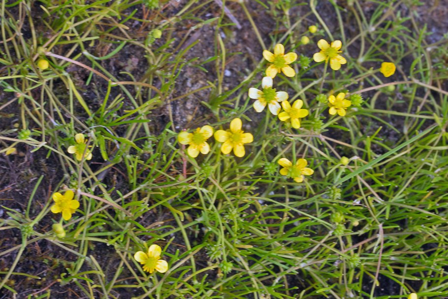 Лютик клубненосный