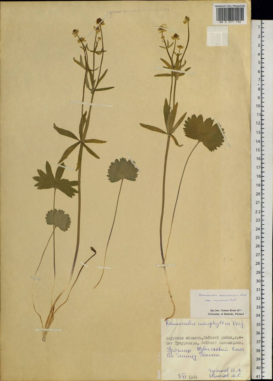 Лютик едкий сорняк