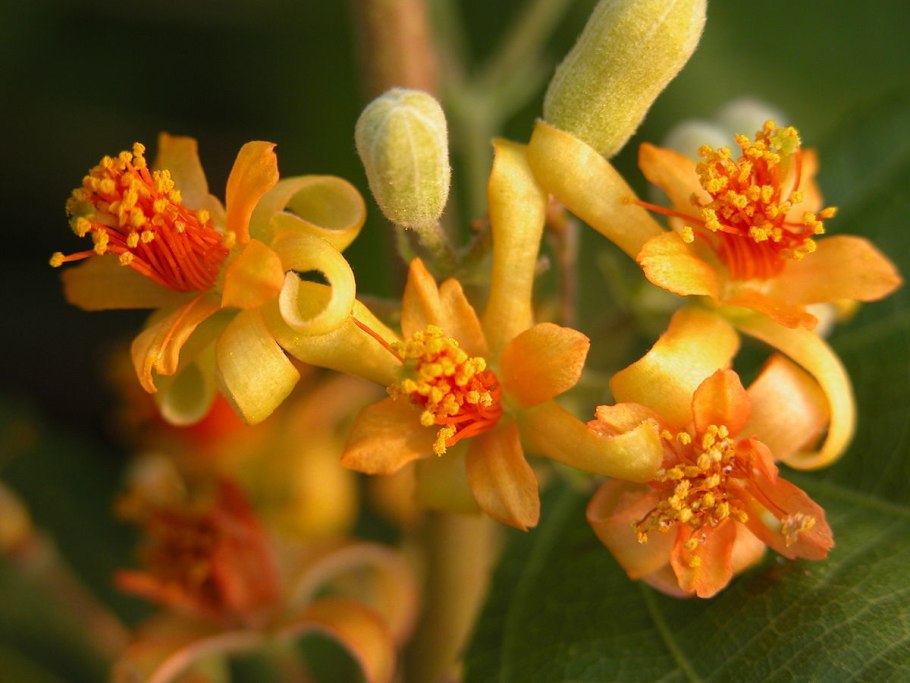 Гревия двулопастная