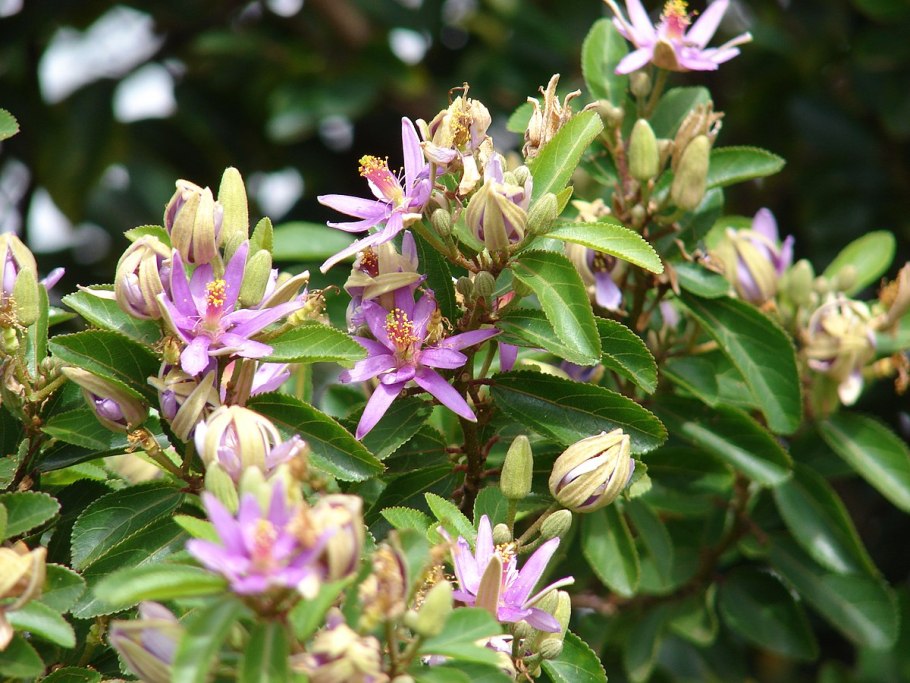 Гревия Западная цветение