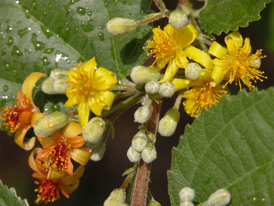 Гревия Западная