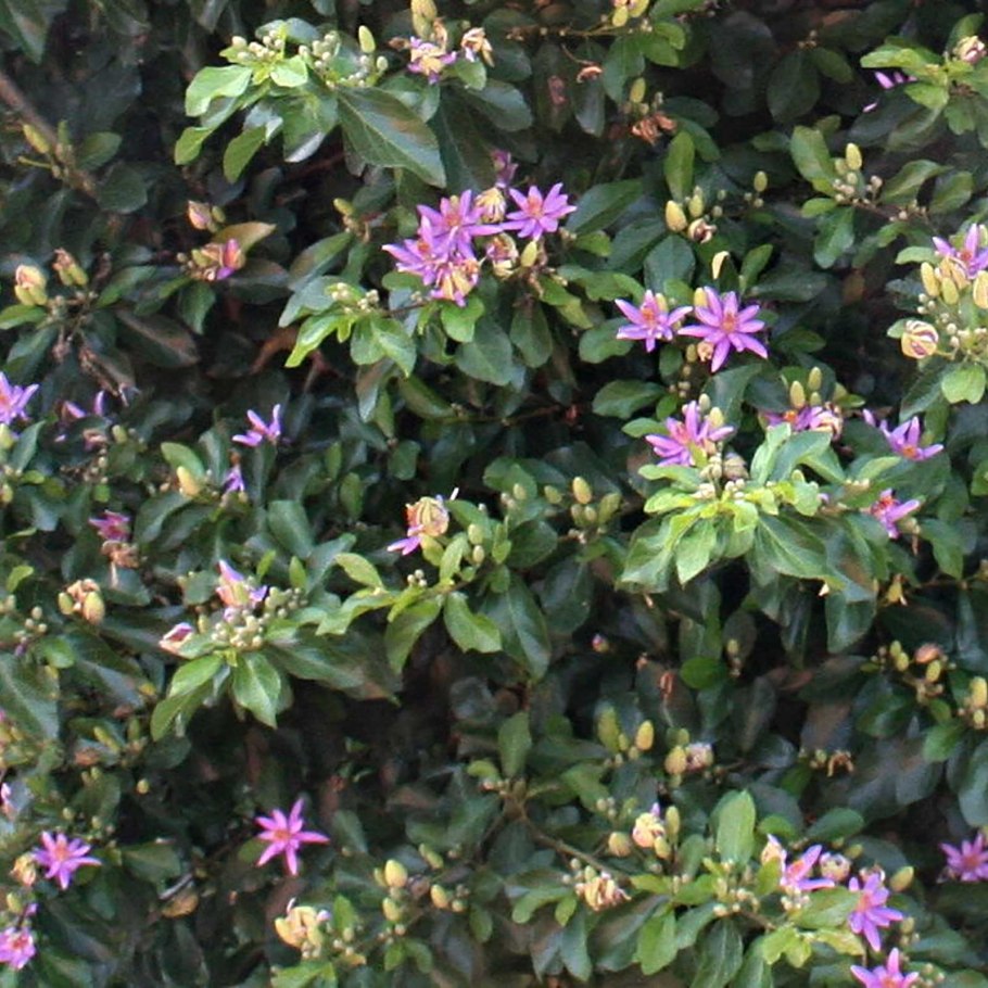 Гревия фрукт на белом фоне