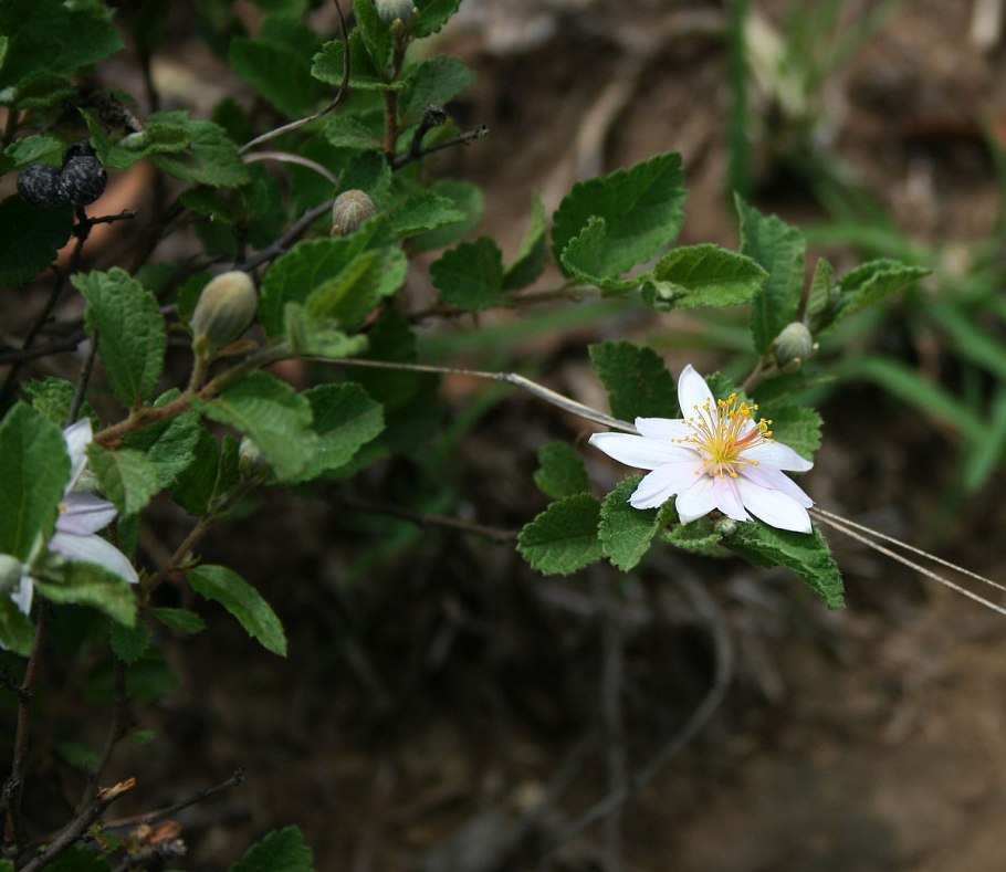 Гревия фрукт