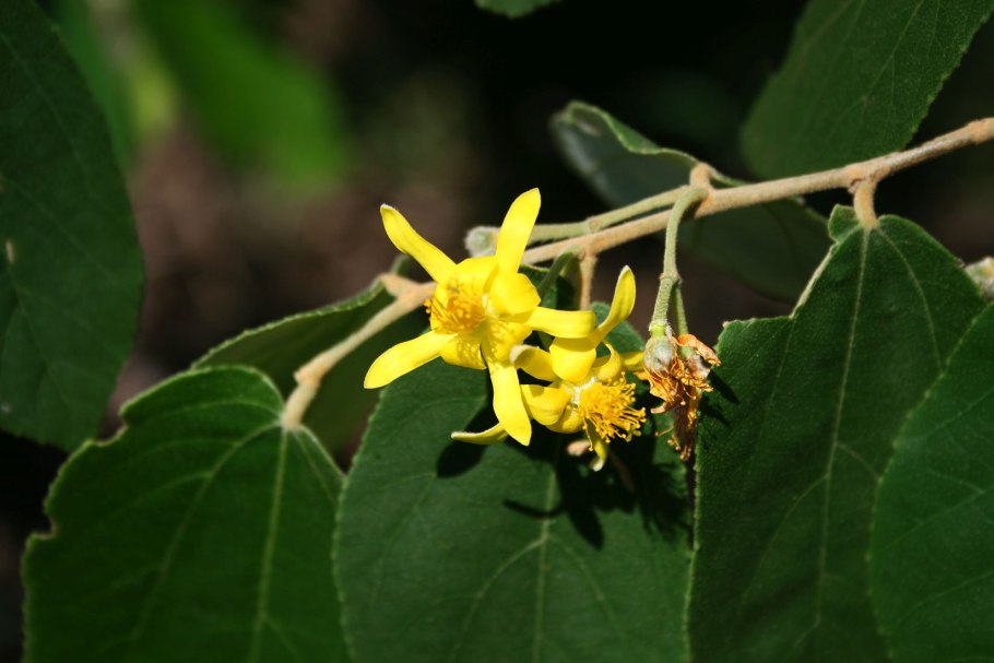 Гревия двулопастная (Grewia Biloba