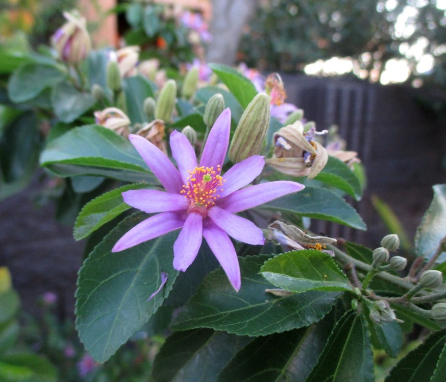 Гревия двулопастная