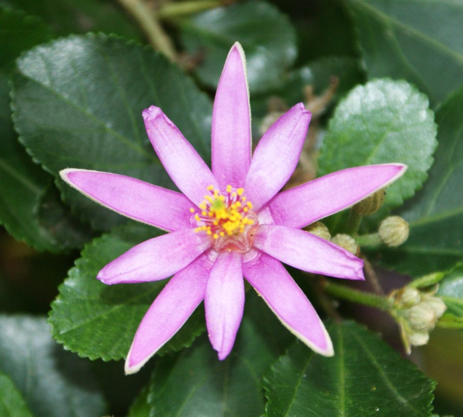 Гревия двулопастная