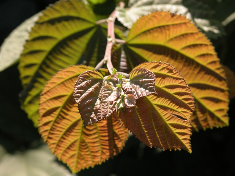 Гревия в горшке