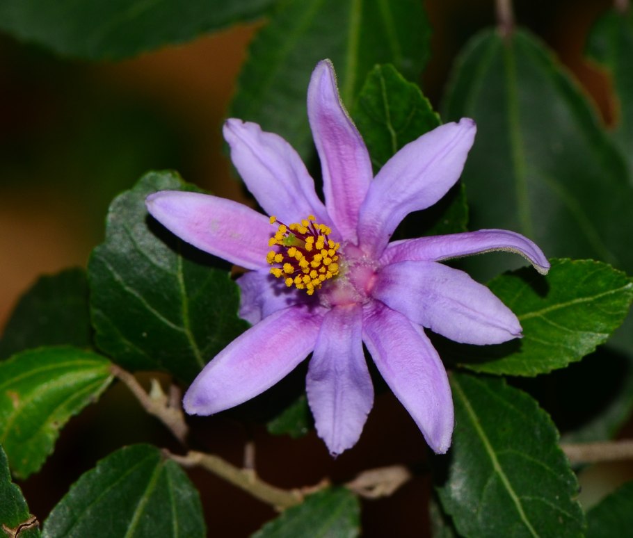 Гревия фрукт